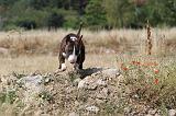 BULL TERRIER 054